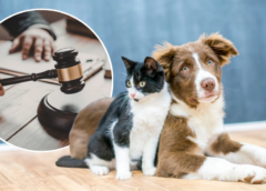 ¿Es real la prohibición de venta de mascotas en México? Lo que debes saber sobre el fallo de la Suprema Corte